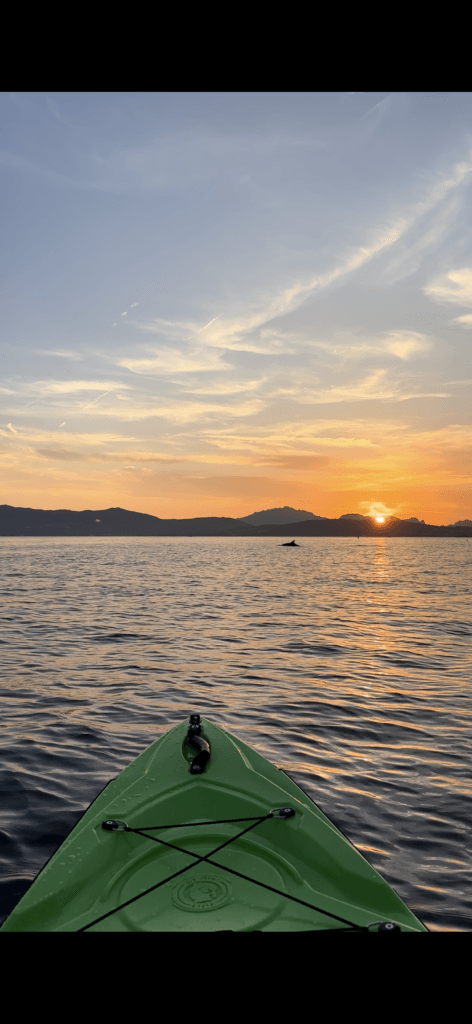 delfini al tramonto golfo aranci sardegna